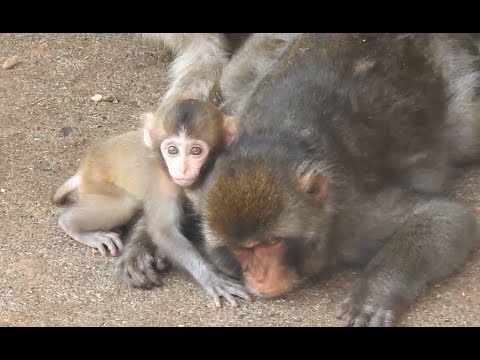 福知山市 三段池公園の猿ヶ島で子猿を撮影 Youtube