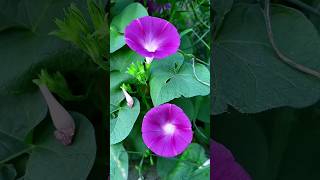 Morning glory flower Vineflower viral shots youtubeshorts DevendraNagBonsai