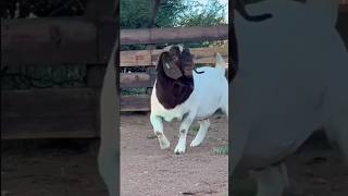 Garanhão de alto padrão.Milamiek Boerbokkestoet#Boergoats #babygoats #nordeste #bode #caprinos