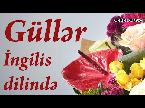 Video: Qırmızı qızılgül - İngiltərənin çiçək simvolu