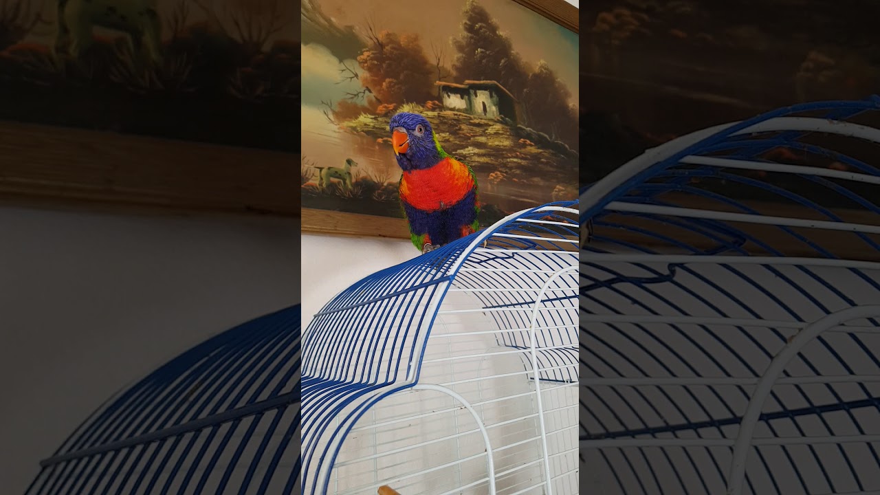 loro loris arcoiris 😍😃 