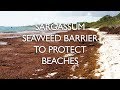 Sargassum Seaweed Barrier | Protect Your Beach