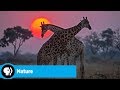 Exploring the Okavango Ecosystem