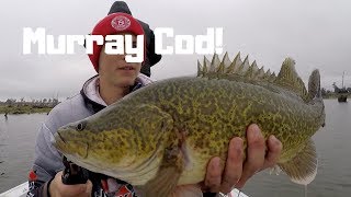 Murray Cod Fishing---Lipless Crankbaits 2018