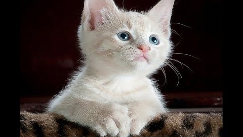 Minouche Ctf Walkthrough Vulnhub