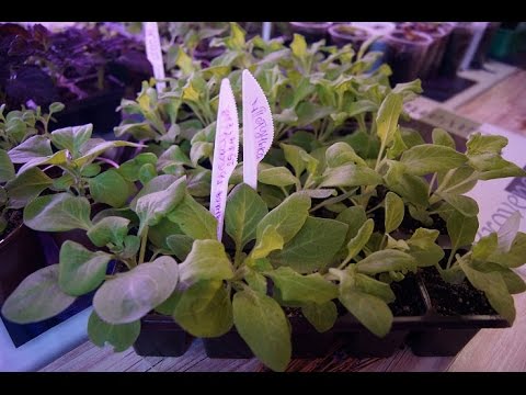 Мои ПЕТУНИЧКИ УХОД ПРИЩИПКА ПОЛИВ ПОДКОРМКИ ЧАСТЬ 4
