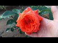 Цветение роз Леонардо да Винчи, Анжела, Майнтауэр, Нахеглут, Флорентина и др. июнь 2021г