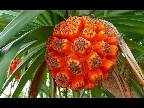 Видео: Тропические растения для холодного климата - Создание тропических садов в прохладном климате