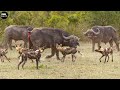 Wild dogs attack and eat buffalo  atp earth