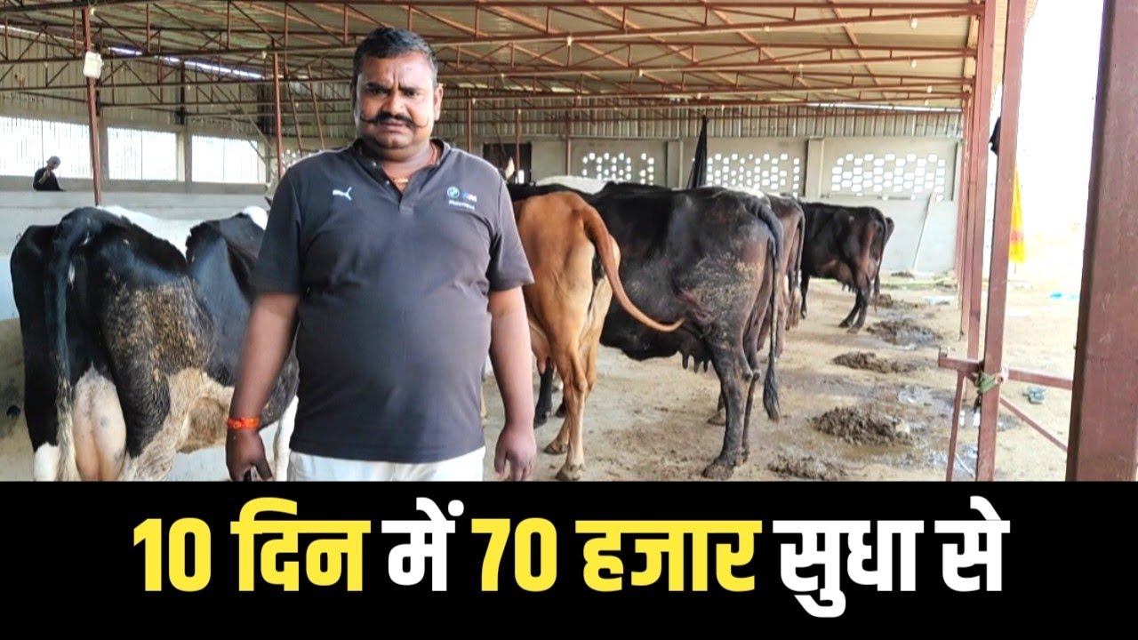 सुधा में दूध पहुँचा देता हूँ अपने Dairy Farm का  | Dairy Farming In India