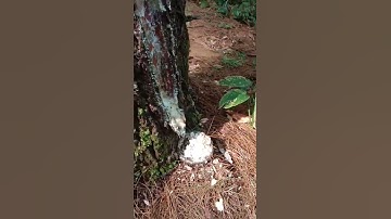 Pohon Pinus Yg minim getahnya. Kudu ngerok
