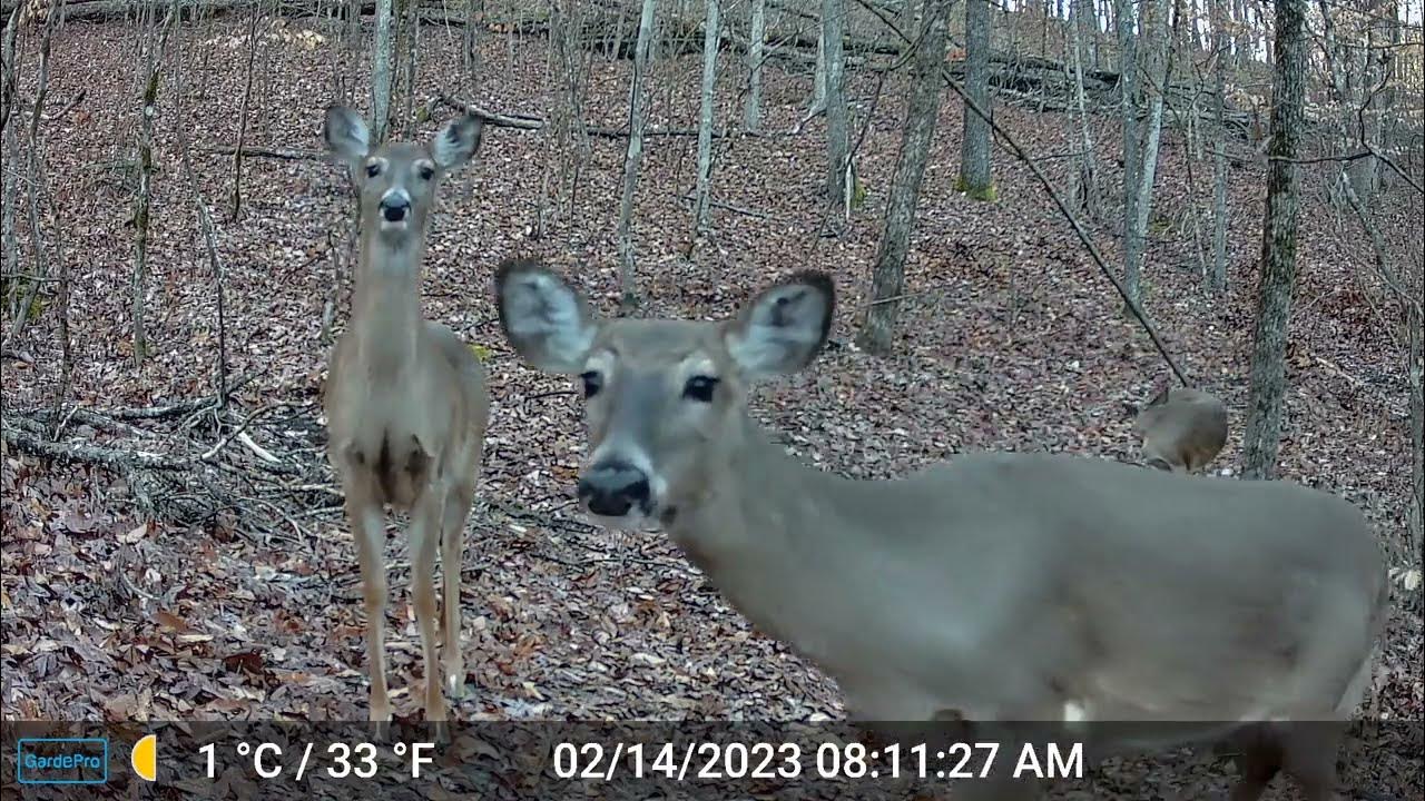 20230208 Turkeys, Deer, Coyotes, and Racoons YouTube