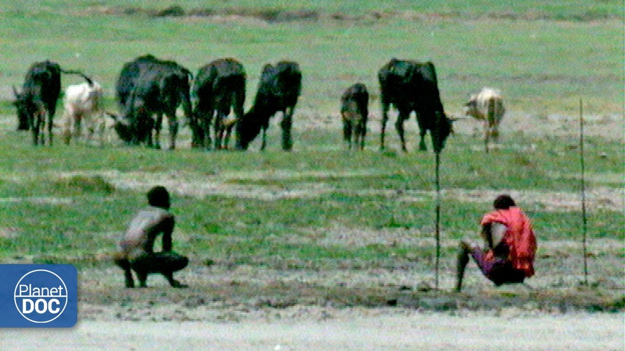 Documentary backdrop image for Ngorongoro Wildlife. Tanzania - Part 4 (2018)