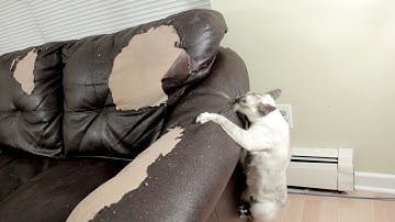 #TeamN2 Mice Bucket Challenge - N2 the Talking Cat