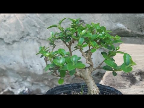 Video xả 11 combo Sam Hương Làm Bonsai Mini 10cây/400... - youtube