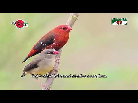 ভিডিও: গ্রে ওয়ারব্লার: বর্ণনা, বাসস্থান, প্রজনন এবং বাড়িতে রাখা