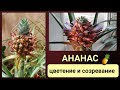 Ананас. Как протекает цветение и созревание