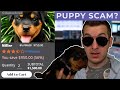 Don't Buy A Discount Puppy Online