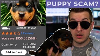 Don't Buy A Discount Puppy Online