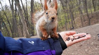 Интересная белочка 🎶 #squirrel