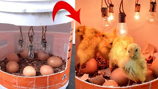 Easy idea to Make Egg Incubator By using waste paint bucket | Egg Hatching in Old bucket | Chicks !