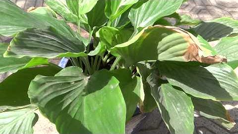 ngai den cay may man - cây ngải đen - ngải đen cầu tài - cây phong thủy