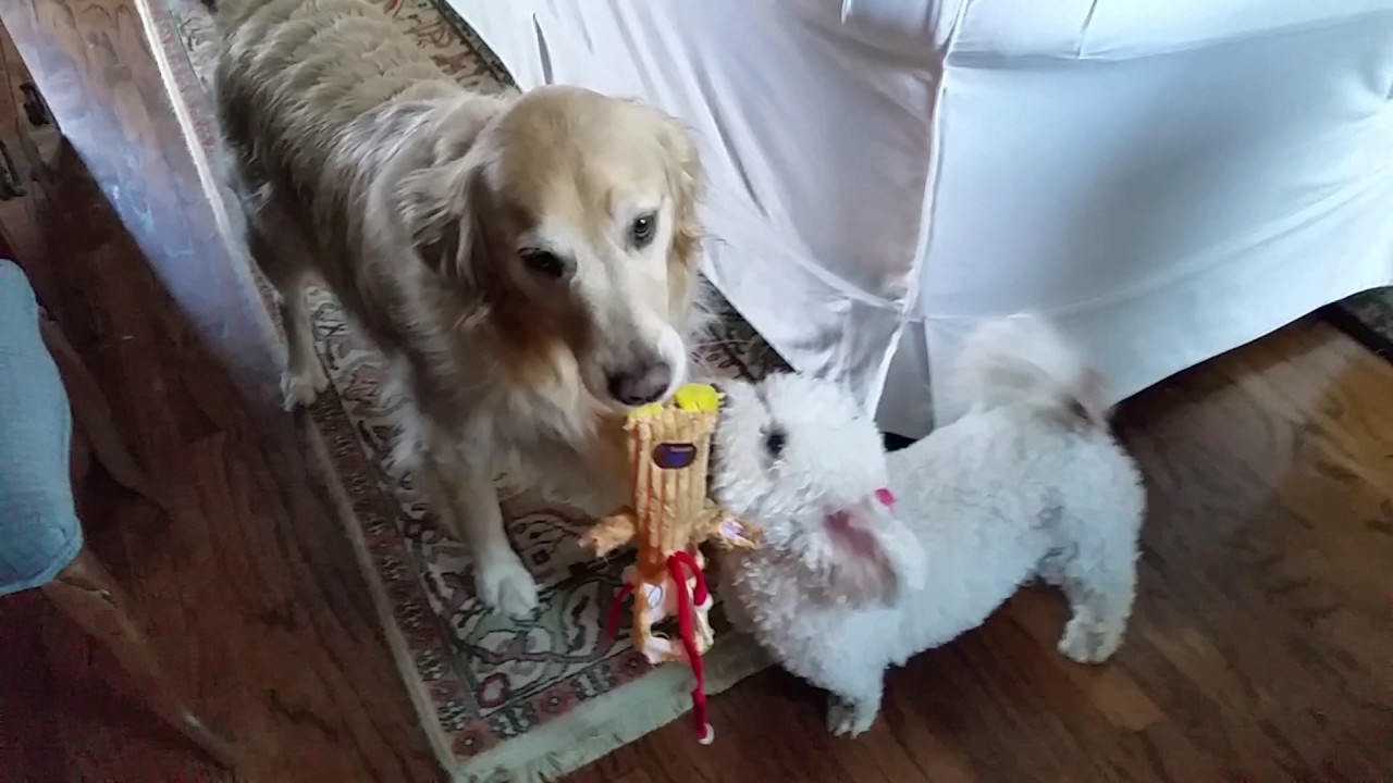 golden retriever and bichon frise