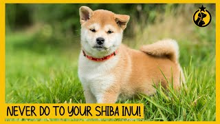 8 Things You Must Never Do to Your Shiba Inu