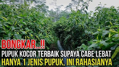 BONGKAR..!! PUPUK KOCOR CABE SUPAYA BERBUAH LEBAT CUKUP 1 JENIS PUPUK AJA