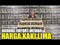 KOK BISA ! KAKEK INI JUAL MURAH BURUNG IMPORT MEWAH DARI AFRIKA DIBAWAH HARGA PASARAN