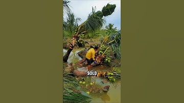 Thailand’s High-Value Coconut Trees: The Hidden Business Behind the Roots