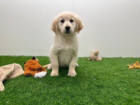 Video Golden Retriever