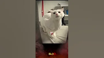 CAT DANS 8 LOOP 32 