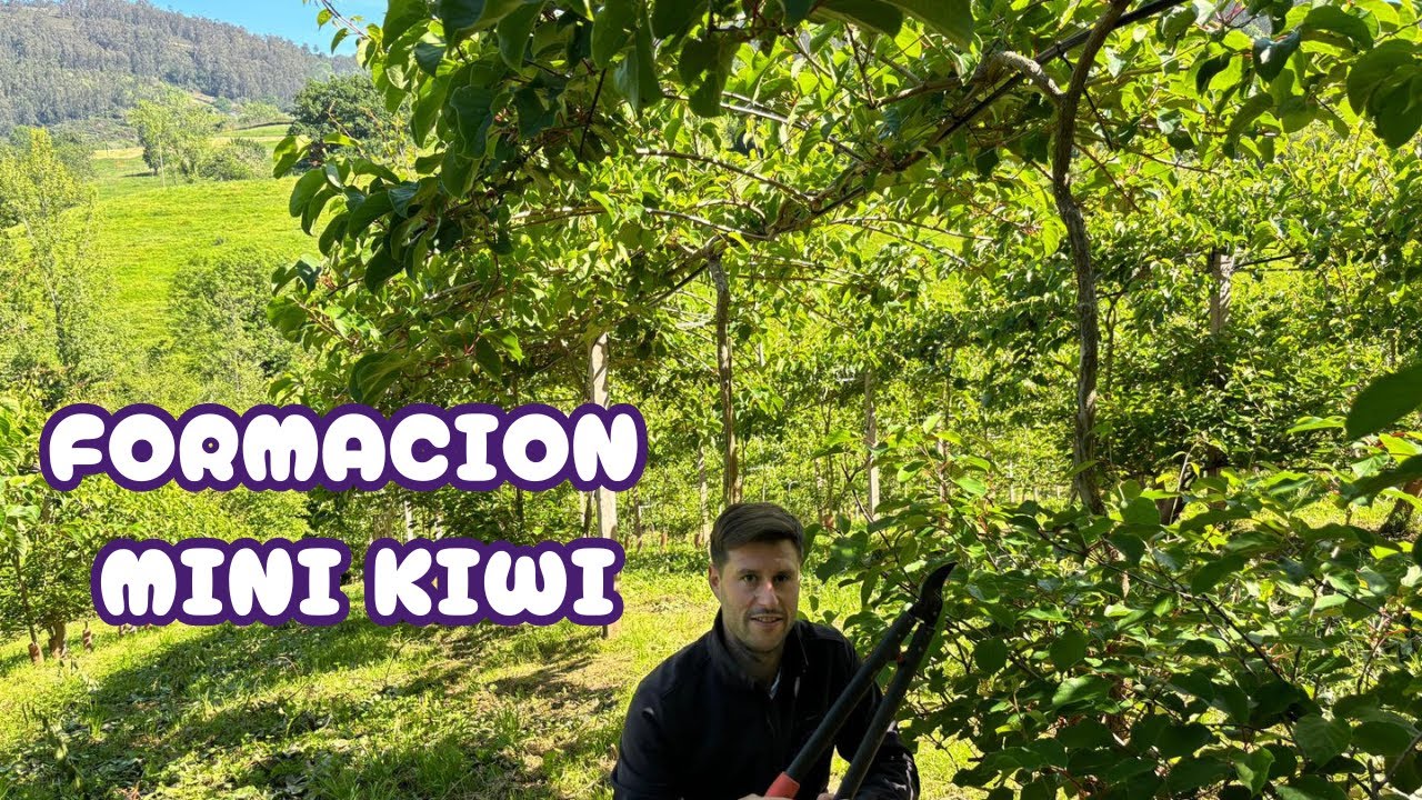 Poda de formación del mini kiwi