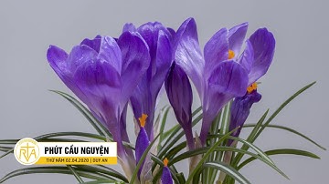 Phút Cầu Nguyện, Thứ Năm 02/04/2020: Năng Lực Chữa Lành Của Tình Yêu