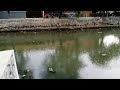 APA JADINYA KALO MANCING DI SUNGAI TENGAH KOTA DENGAN AIR YANG SUDAH MENGHITAM SEPERTI INI