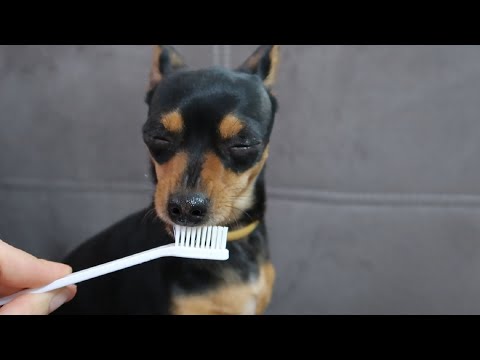 Video: Er kokt reker OK for hunder?