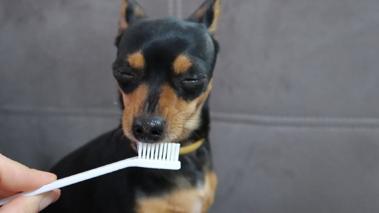 Trying to Brushing My Dog's Teeth Miniature Pinscher YouTube