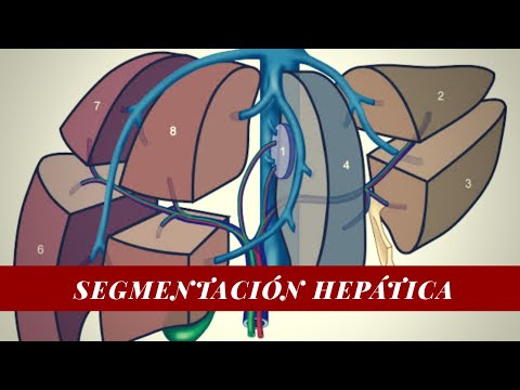 Anatomía - Segmentación Hepática (División Funcional del Hígado)