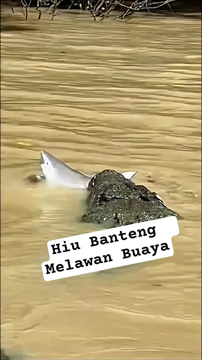 BULL SHARK VS CROCODILE #shorts #biganimals #animalfighting