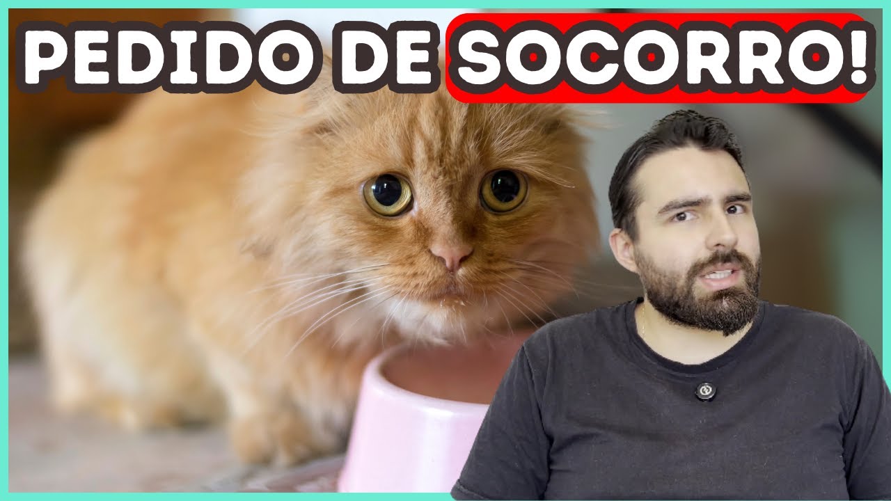 Se o Seu Gato Fizer ISSO, Ele Está IMPLORANDO Por Ajuda!