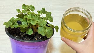 видео: НАЛЕЙ в ГЕРАНЬ ОСЕНЬЮ и даже чахлое растение вмиг пышно зацветет картинка: НАЛЕЙ в ГЕРАНЬ ОСЕНЬЮ и даже чахлое растение вмиг пышно зацветет