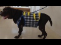 犬の歩行補助ベルト・船橋さきがおか動物病院動画ブログ