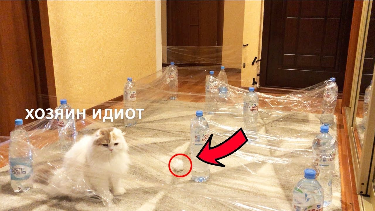 невидимый котик. незаметный кот. кошка спряталась. невидимый кот. невидимый кот.