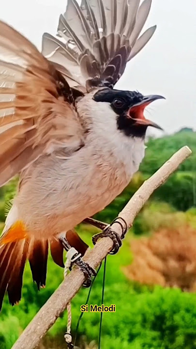 PIKAT KUTILANG SUPER GACOR