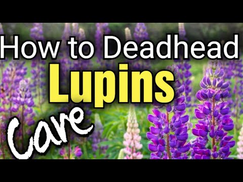 How to Care and Deadhead Lupins for Beginners / Gardening Online