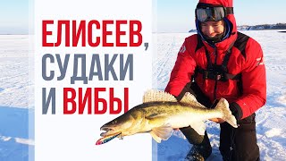 видео: ЛОВИМ СУДАКА НА ВИБЫ с МНОГОКРАТНЫМ ЧЕМПИОНОМ МИРА по ловле рыбы со льда картинка: ЛОВИМ СУДАКА НА ВИБЫ с МНОГОКРАТНЫМ ЧЕМПИОНОМ МИРА по ловле рыбы со льда