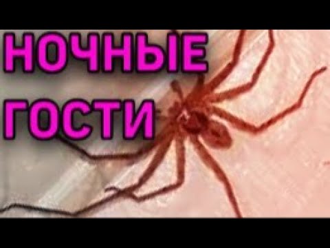 Видео: мерзкие японские соседи,ЯПОНСКИЕ НАСЕКОМЫЕ