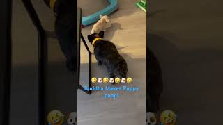 Buddha Makes Puppy Poop