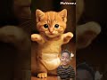 cintaku hanya kamu merah jambu #cat #cute #funny